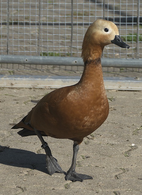 员亚马尔和